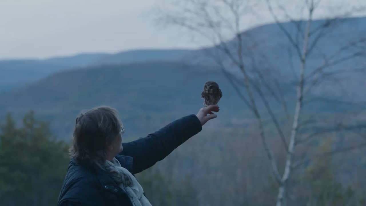 Owl involuntarily traveling in Christmas tree returns to wilderness |  NOW