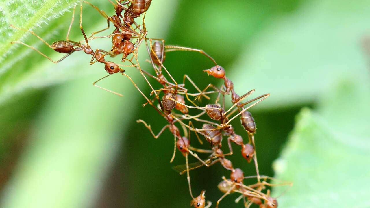 I “dottori delle formiche” trattano le formiche ferite con la polvere delle loro stesse ghiandole |  Scienza