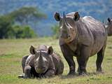 Nog nooit zoveel bedreigde neushoorns gestroopt in Namibië