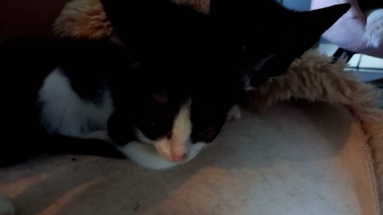 Beeld uit video: Tientallen ernstig zieke katten gevonden in woning Roosendaal