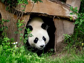 Pandaverblijf Rhenen officieel geopend