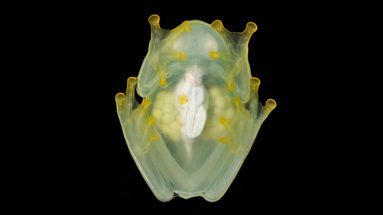 Glass frogs store blood in their livers and become translucent during sleep |  Animals