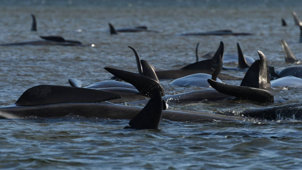 Two hundred more stranded whales found off Tasmania |  NOW