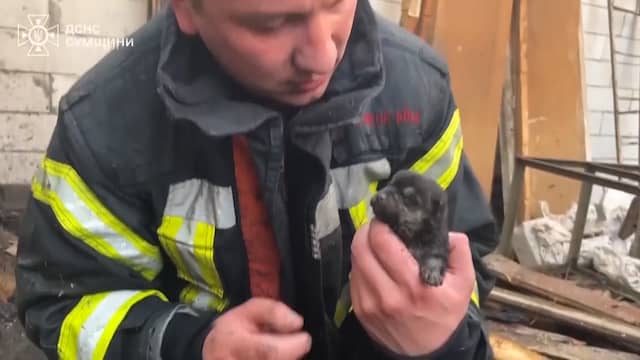 Brandweermannen redden vijf piepkleine puppy's in Oekraïne