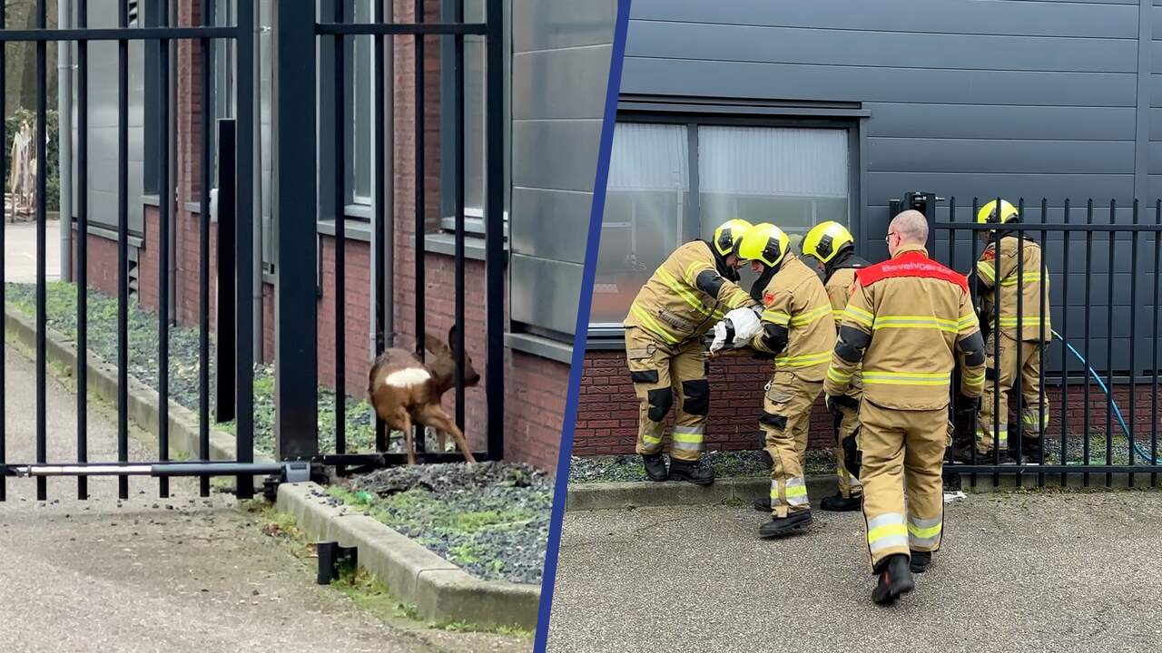 Beeld uit video: Brandweer redt jong hert dat vastzit in hek in Schijndel