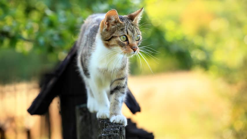 Altijd Nodig hebben embargo Zo houd je katten op een vriendelijke manier uit de tuin | Wonen | NU.nl