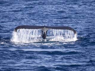 Voorstel voor walvisreservaat krijgt te weinig steun