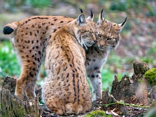 Franse lynx met uitsterven bedreigd door 'verwoestende' inteelt