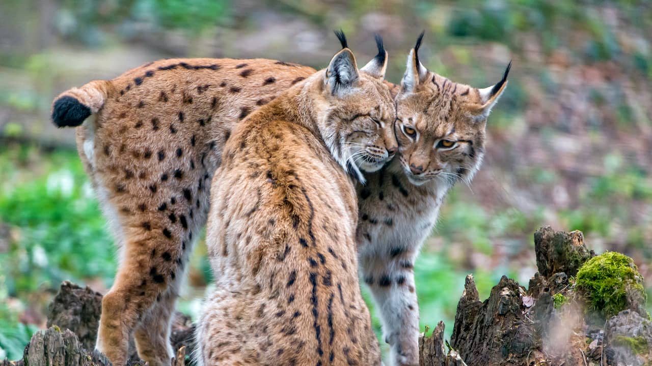 Le lynx français menacé d’extinction par une consanguinité « dévastatrice » |  Animaux