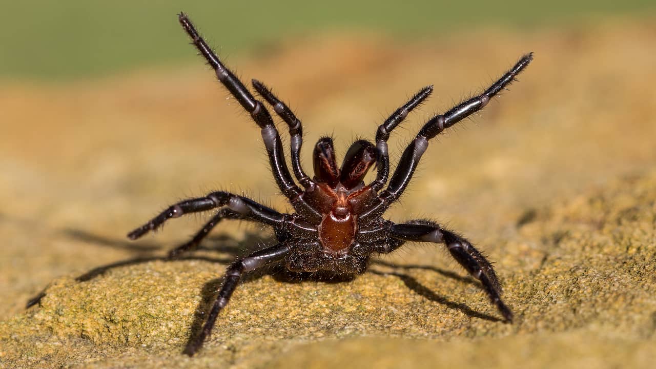 Il ragno femmina rassicura il maschio prima dell’accoppiamento fingendosi morto |  Scienza