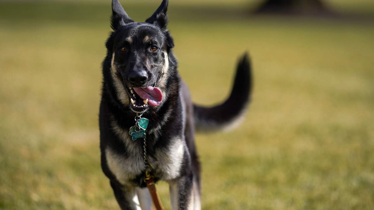 President Biden’s Dog Bites Again White House Employee |  NOW