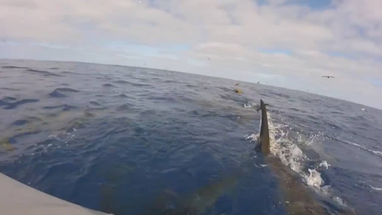 Beeld uit video: Mensen in rubberen boot stuiten op jagende haaien Mexico