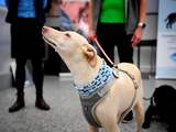 Doorbraak op Universiteit Gent: honden kunnen coronavirus ruiken