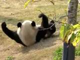 Panda roetsjt voor de lol van Chinese heuvel