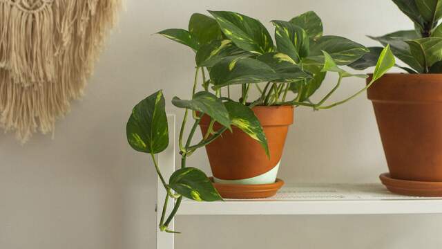 De epipremnum is een hangplant die niet gevoelig is en snel groeit.