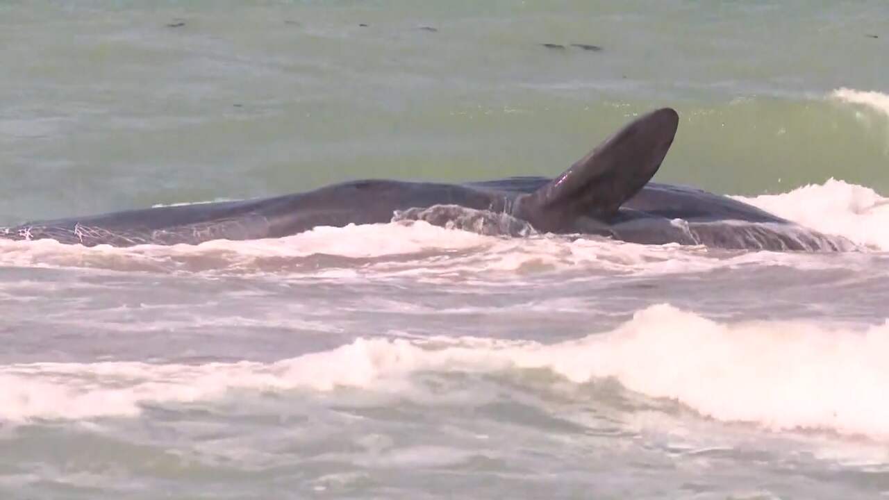 Beeld uit video: Potvis gestrand op zandbank vlak bij strand in Florida