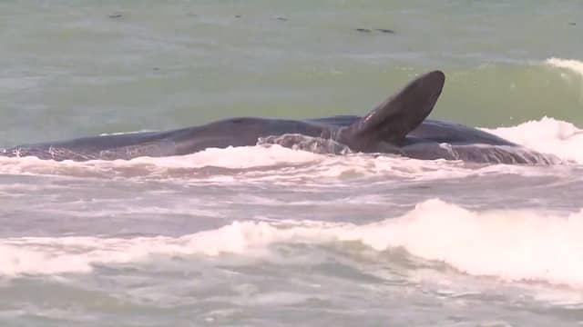 Potvis gestrand op zandbank vlak bij strand in Florida