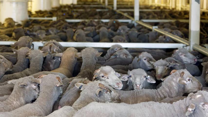 Australië wil geen schapen meer laten lijden op een schip