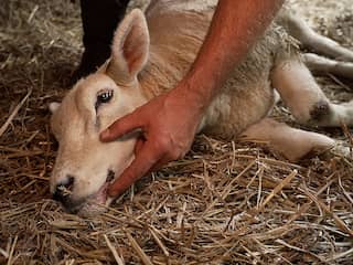 Duizenden schapen gaan dood door blauwtong: 'Ik heb liever de wolf'