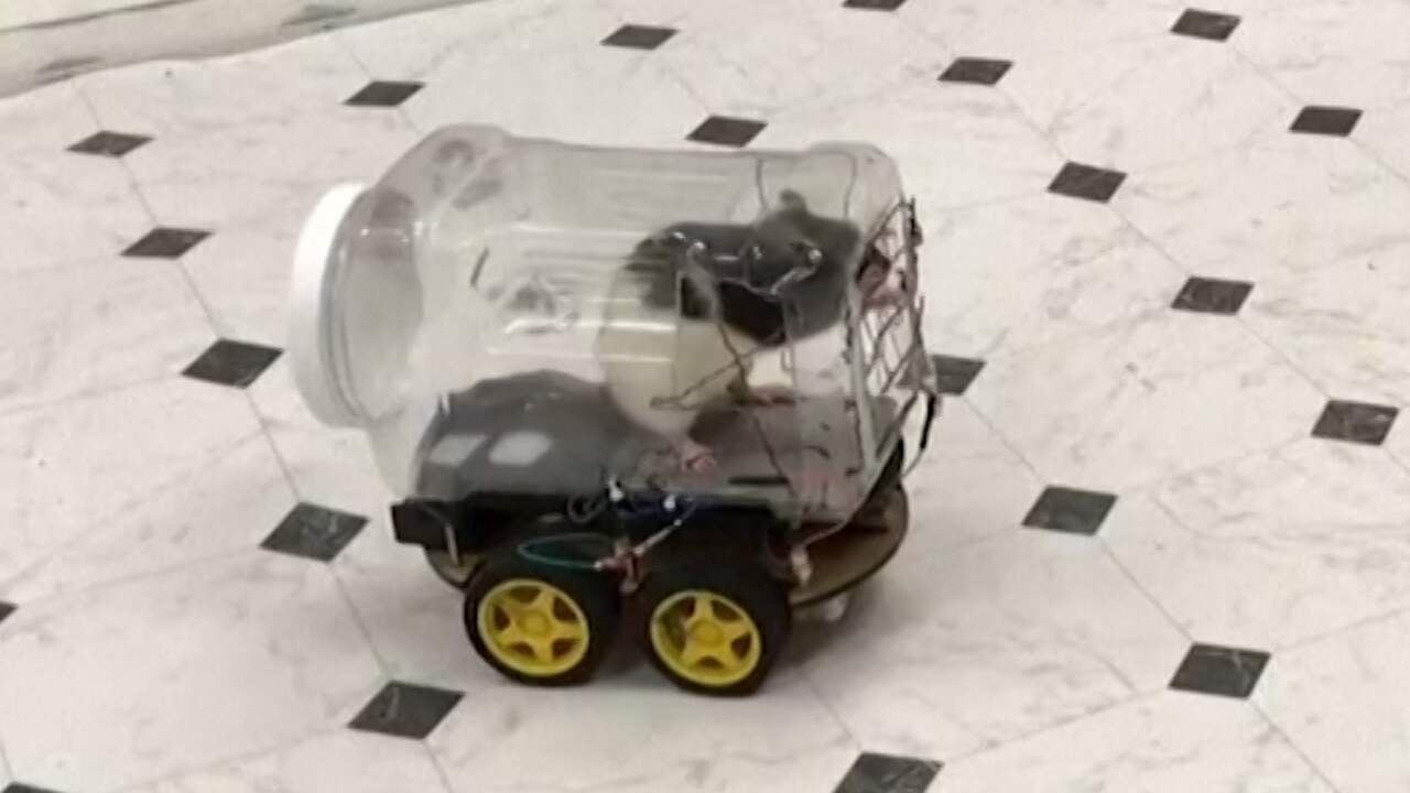 Onderzoekers leren ratten rijden in plastic autootjes