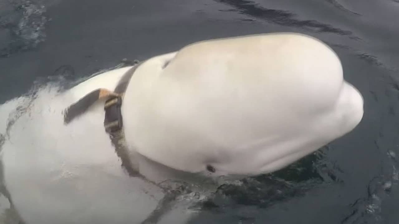 Beeld uit video: Noorse vissers komen witte dolfijn met Russisch harnas tegen