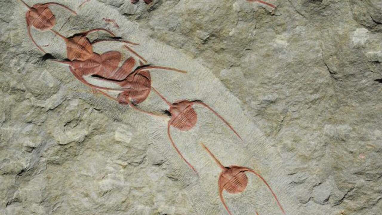 480 miljoen jaar oude diertjes liepen 'polonaise'