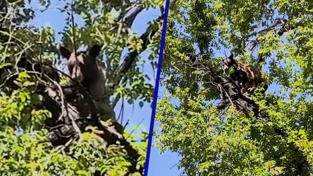 Zwarte beer vast in 4,5 meter hoge boom in Salt Lake City