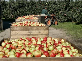 'Mogelijk duurdere appels door mislukte oogsten'