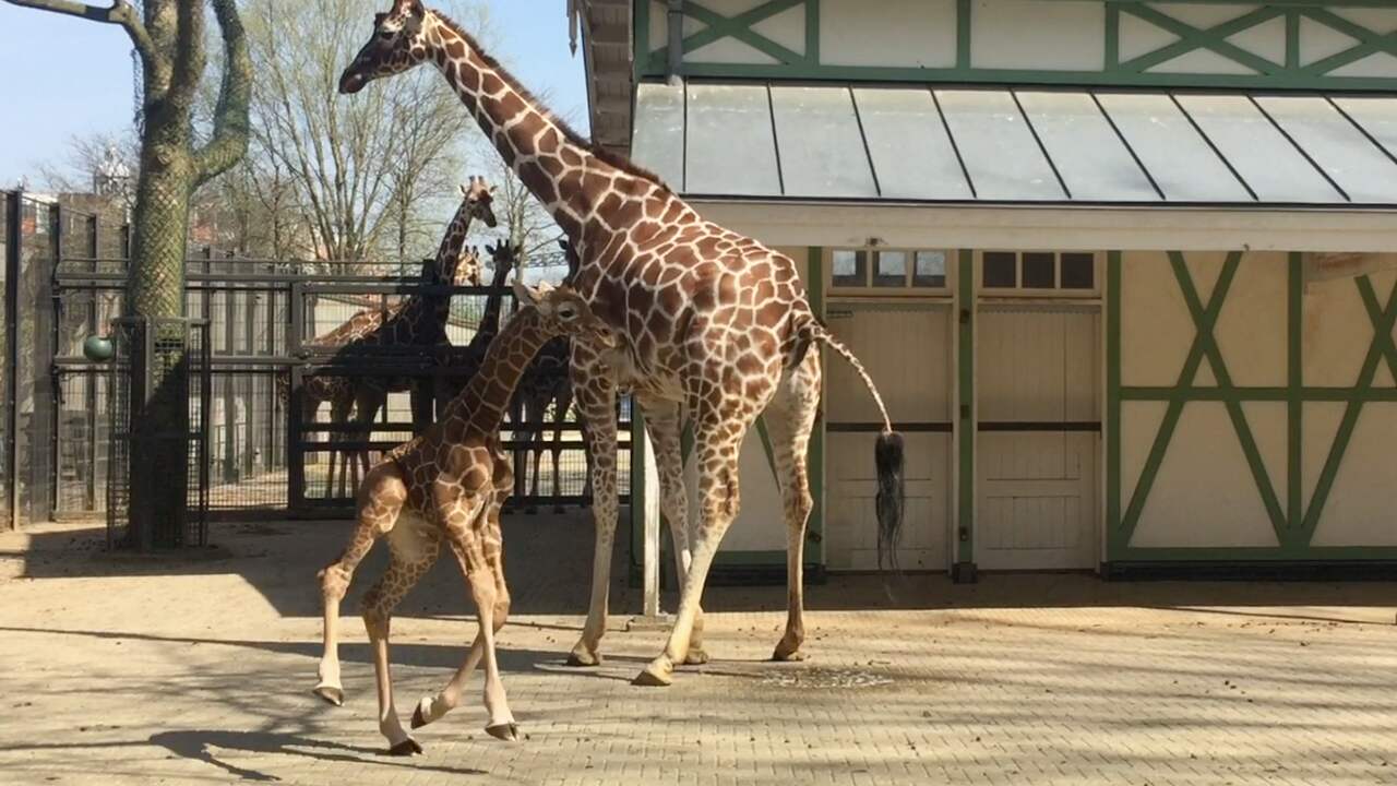 Beeld uit video: Pasgeboren giraffe Artis zet eerste stappen buiten