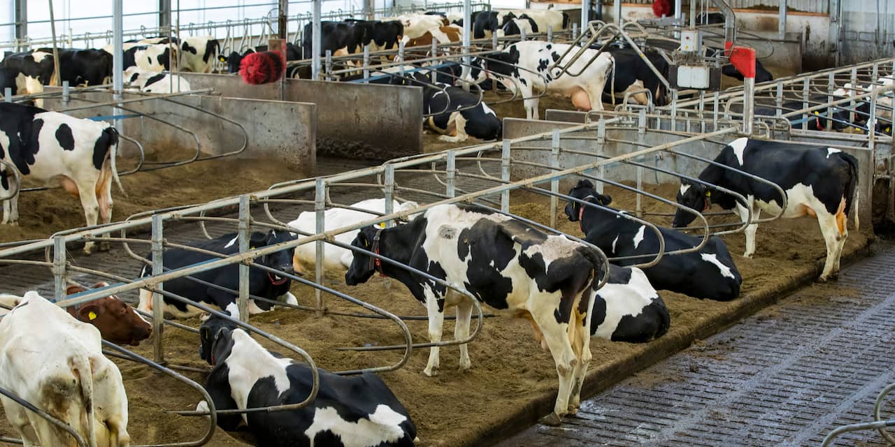 Aantal koeien per melkveebedrijf ruim verdubbeld