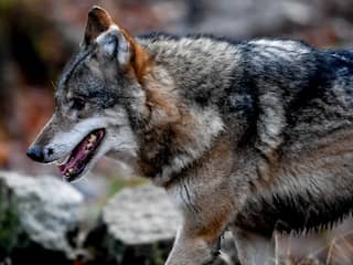 Vier wolven in Nederland gezien in drie maanden tijd