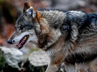 Zes wolven in Nederland gezien in drie maanden, twee officieel gevestigd