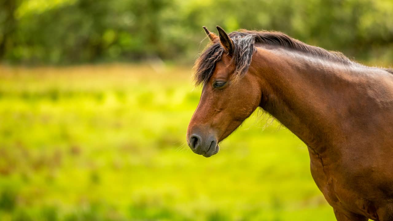 Pas op Rijp Zeeziekte Duizend euro voor gouden tip over paard dat al zeventien jaar gezocht wordt  | Opmerkelijk | NU.nl