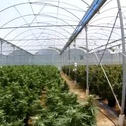 Video: Australische politie rolt drie grote wietplantages op