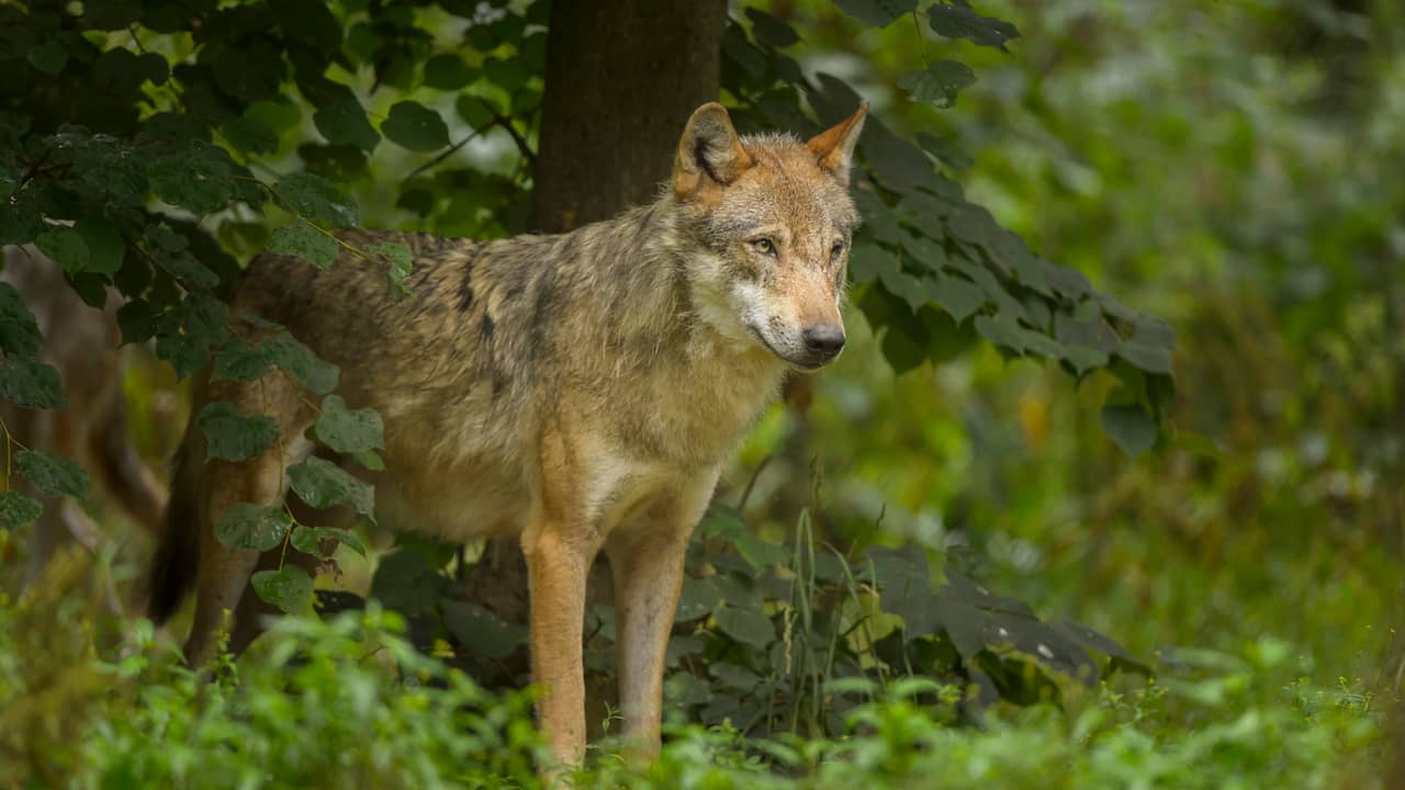 Struggling to Deal with Wolves: The Wolf Debate in Gelderland