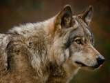 Kans is nihil dat de 'Gelderse' wolf per ongeluk is doodgeschoten