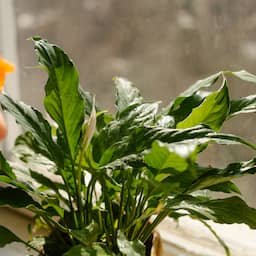 Luchtzuiverende planten in je huis: heeft dat zin?