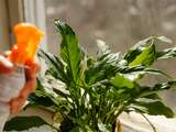 Luchtzuiverende planten in je huis: heeft dat zin?