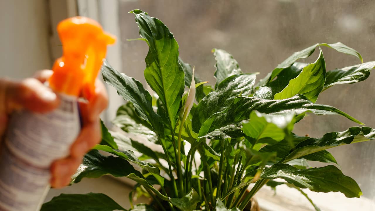 munitie draaipunt Onverbiddelijk Luchtzuiverende planten in je huis: heeft dat zin? | Wonen | NU.nl