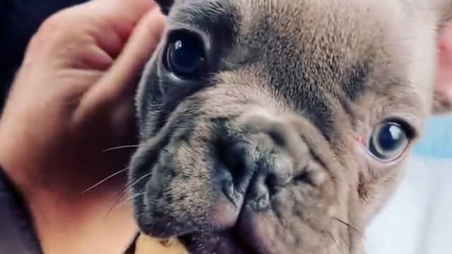 Beeld uit video: Gordon showt zijn nieuwe hondje Toto