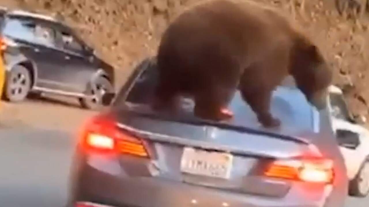 Beer springt op auto in nationaal park Californië