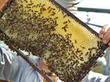 Minder imkers houden meer bijen in EU