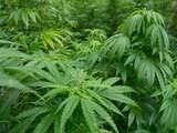 World Horti Center in teken van cannabis