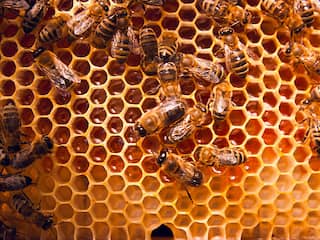 bijen op de honinggraat