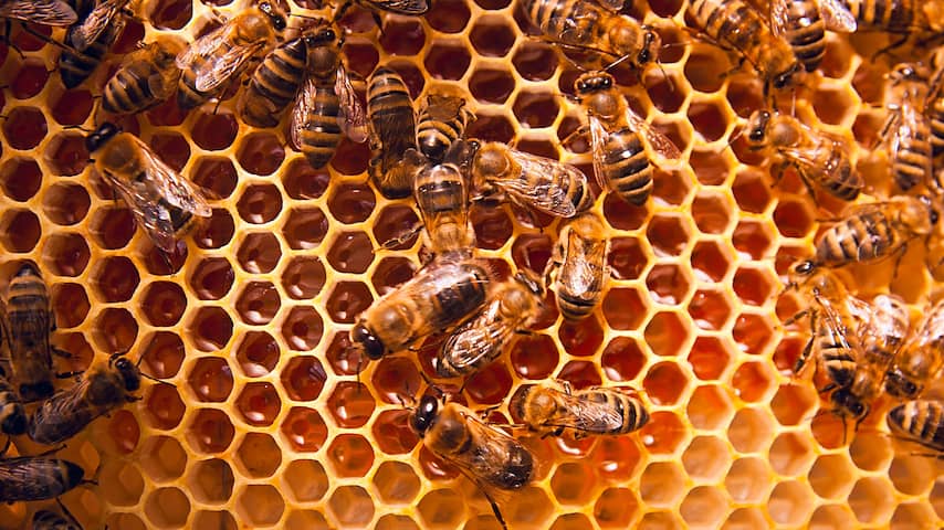 bijen op de honinggraat