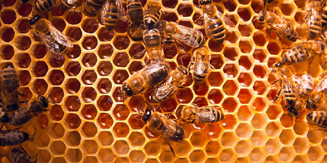 Is het eten van honing wel zo'n goed idee nu bijen sterven?