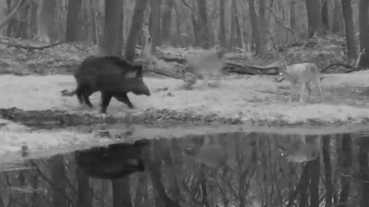 Beeld uit video: Wildcamera filmt hoe wild zwijn wolven van zich afbijt op Veluwe