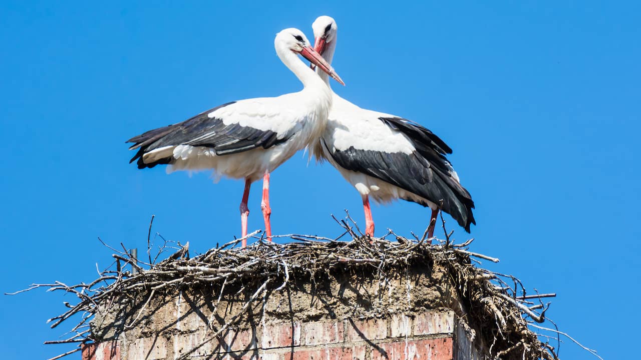 Annual Stork Count in the Netherlands Reveals Record Number of Birds Spotted Despite Cold Weather