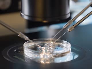 Gezondheidsraad wil embryo langer laten leven voor wetenschappelijk onderzoek