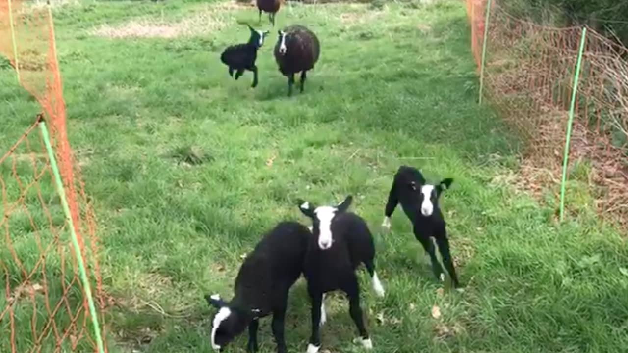 Beeld uit video: Schapen doen net als koeien weleens een 'vreugdedansje'